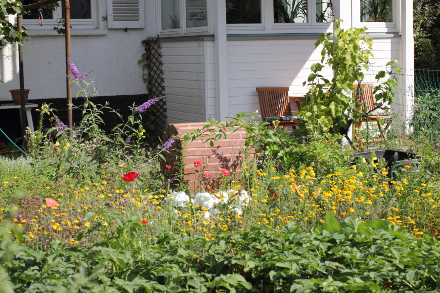 Lokation: Deutschland | Nordrhein-Westfalen | Bergisch Gladbach | Rodemich Kategorien: Permakultur, Datum: 10.07.2011