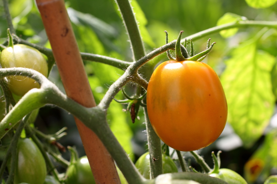 Lokation: Deutschland | Nordrhein-Westfalen | Bergisch Gladbach | Rodemich Kategorien: Permakultur, Datum: 10.07.2011