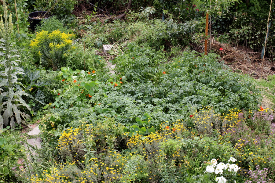 Lokation: Deutschland | Nordrhein-Westfalen | Bergisch Gladbach | Rodemich Kategorien: Permakultur, Datum: 10.07.2011