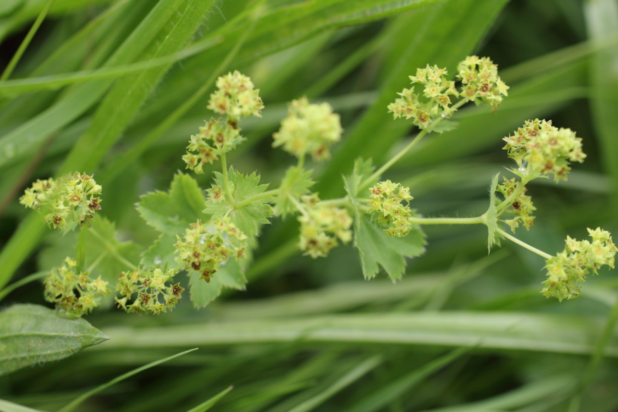 Lokation: Deutschland | Nordrhein-Westfalen | Windeck | Roth Kategorien: Blüte, Datum: 17.07.2011