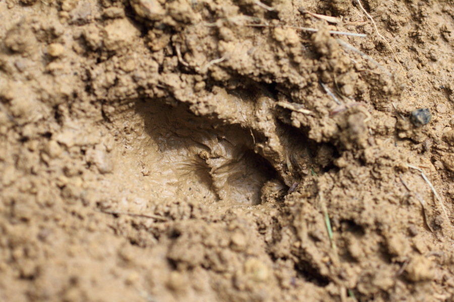 Lokation: Deutschland | Nordrhein-Westfalen | Windeck | Roth Kategorien: Spuren, Datum: 17.07.2011