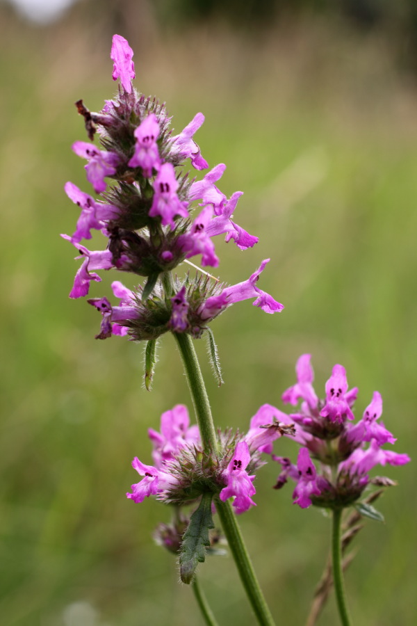 Lokation: Deutschland | Nordrhein-Westfalen | Windeck | Roth Kategorien: Blüte, Datum: 17.07.2011