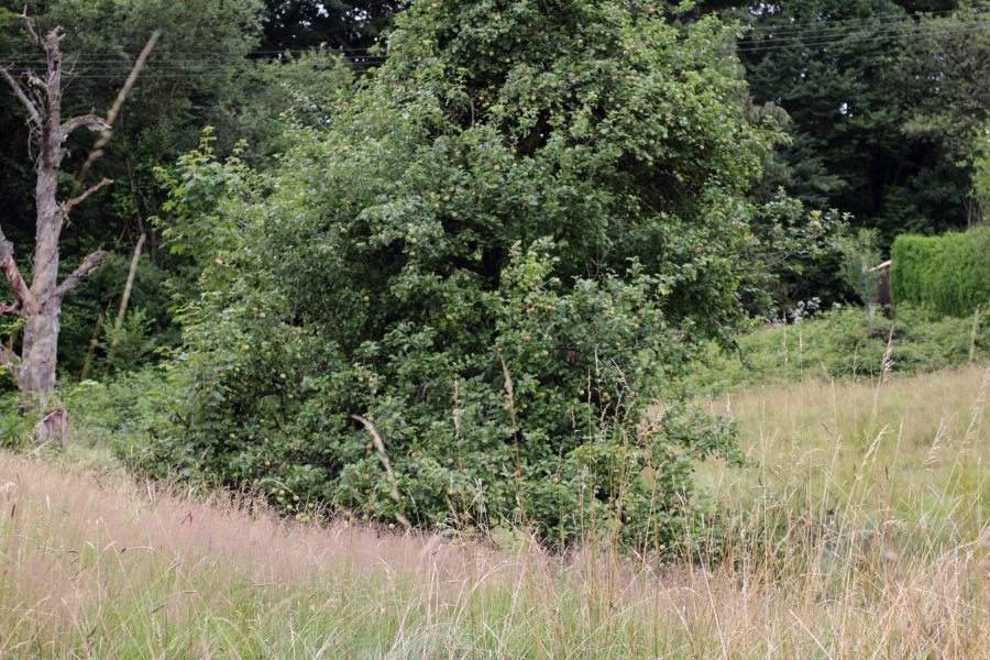 Lokation: Deutschland | Nordrhein-Westfalen | Windeck | Roth Kategorien: Haus, Datum: 17.07.2011