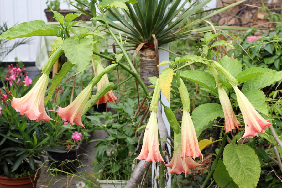 Lokation: Deutschland | Nordrhein-Westfalen | Bergisch Gladbach | Rodemich Kategorien: Zimmerpflanzen, Datum: 06.08.2011