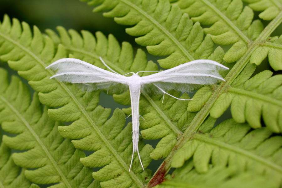Lokation: Deutschland | Nordrhein-Westfalen | Bergisch Gladbach | Rodemich Kategorien: Schmetterlinge, Datum: 07.08.2011