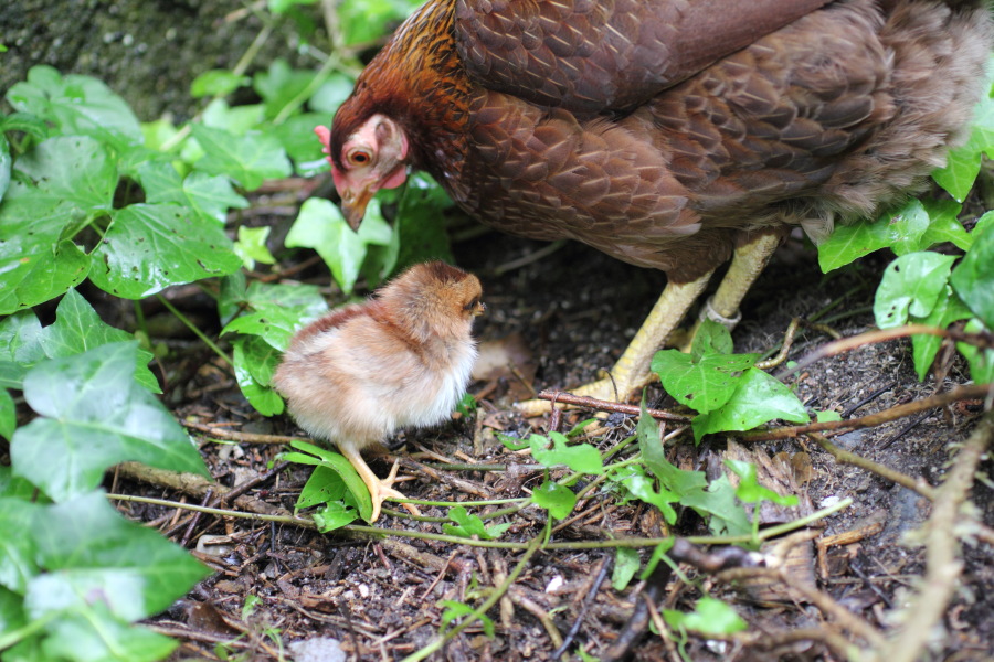Lokation: Deutschland | Nordrhein-Westfalen | Bergisch Gladbach | Rodemich Kategorien: Hühner, Datum: 14.08.2011