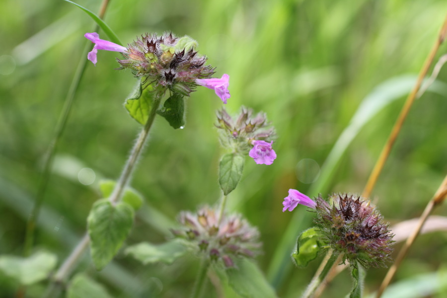 Lokation: Deutschland | Nordrhein-Westfalen | Bergisch Gladbach | Steinacker Kategorien: Habitus, Datum: 15.08.2011