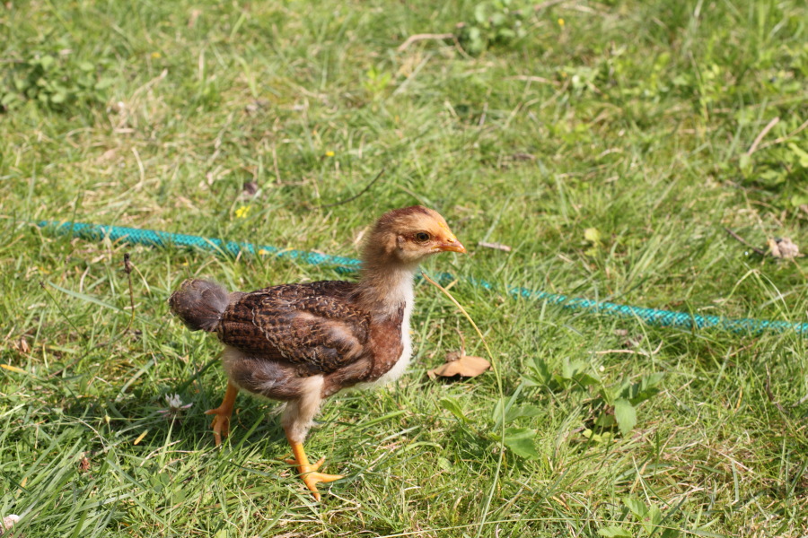 Lokation: Deutschland | Nordrhein-Westfalen | Bergisch Gladbach | Rodemich Kategorien: Hühner, Datum: 01.09.2011