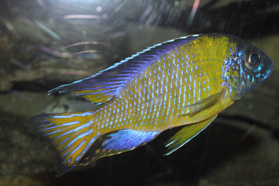 Lokation: Deutschland | Nordrhein-Westfalen | Köln | Riehl Kategorien: Fische, Zoo, Datum: 30.10.2011