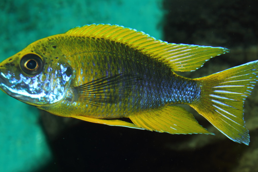 Lokation: Deutschland | Nordrhein-Westfalen | Köln | Riehl Kategorien: Fische, Zoo, Datum: 30.10.2011