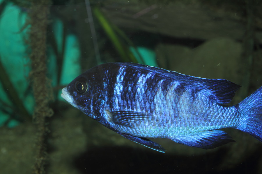 Lokation: Deutschland | Nordrhein-Westfalen | Köln | Riehl Kategorien: Fische, Zoo, Datum: 30.10.2011