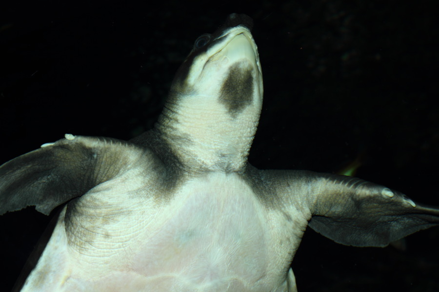 Lokation: Deutschland | Nordrhein-Westfalen | Köln | Riehl Kategorien: Fische, Zoo, Datum: 30.10.2011