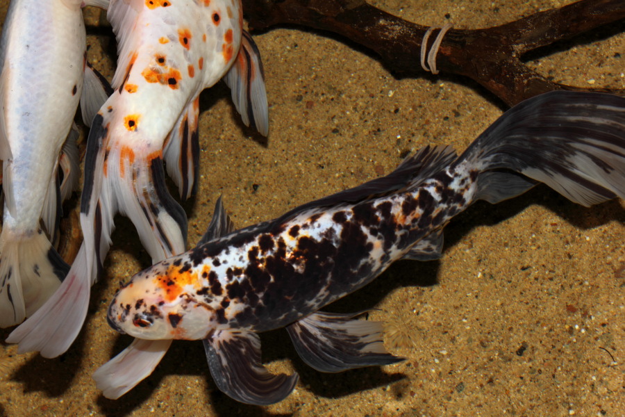 Lokation: Deutschland | Nordrhein-Westfalen | Köln | Riehl Kategorien: Fische, Zoo, Datum: 30.10.2011