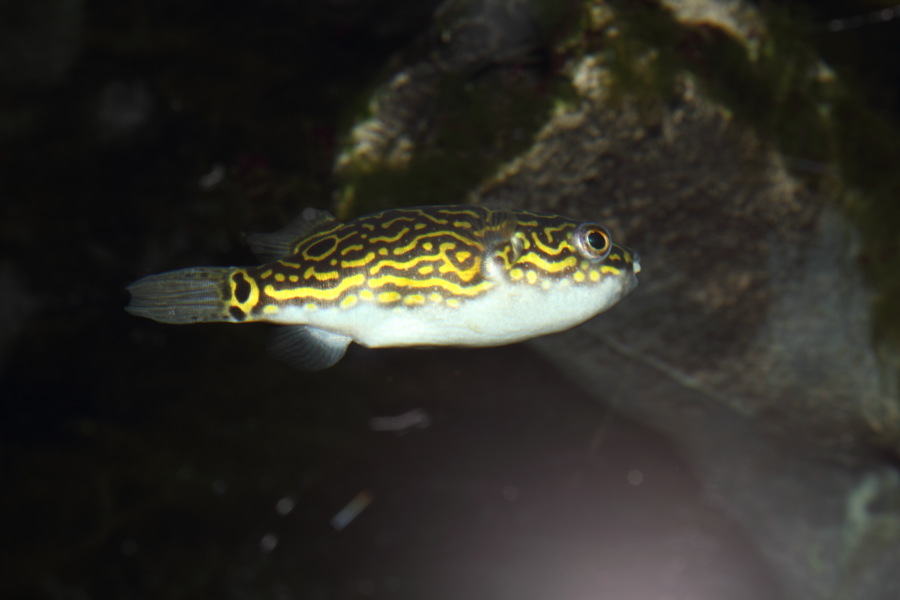 Lokation: Deutschland | Nordrhein-Westfalen | Köln | Riehl Kategorien: Fische, Zoo, Datum: 30.10.2011