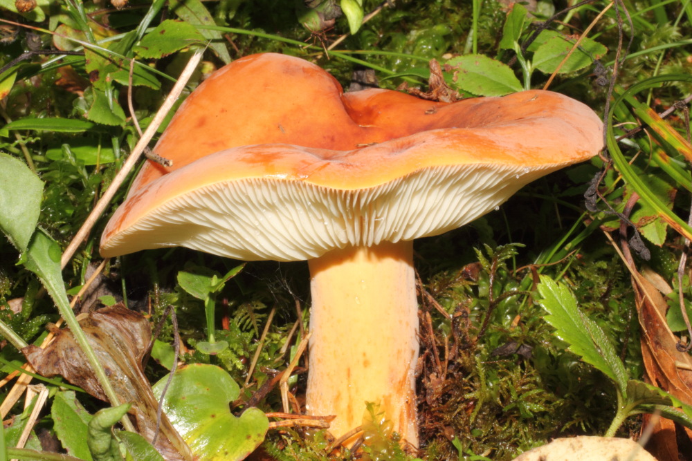 Lokation: Österreich | Kärnten | Oberdörfl | Oberdörfl Kategorien: Pilze, Datum: 21.08.2011