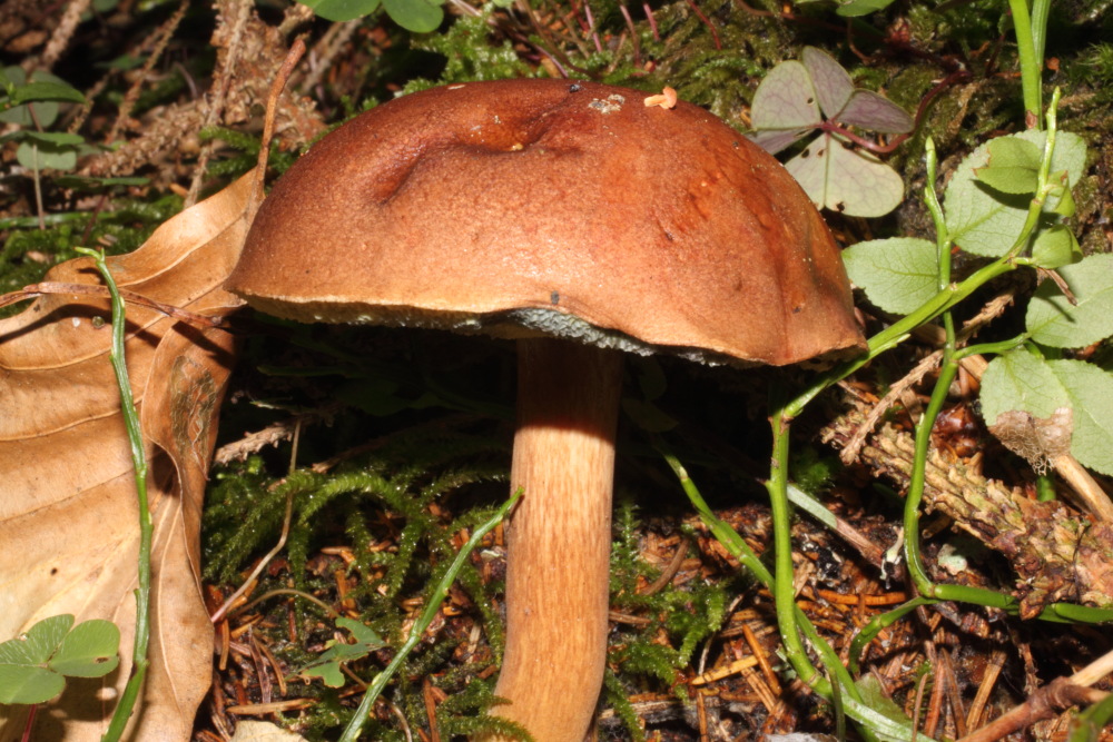 Lokation: Österreich | Kärnten | Oberdörfl | Oberdörfl Kategorien: Pilze, Datum: 21.08.2011