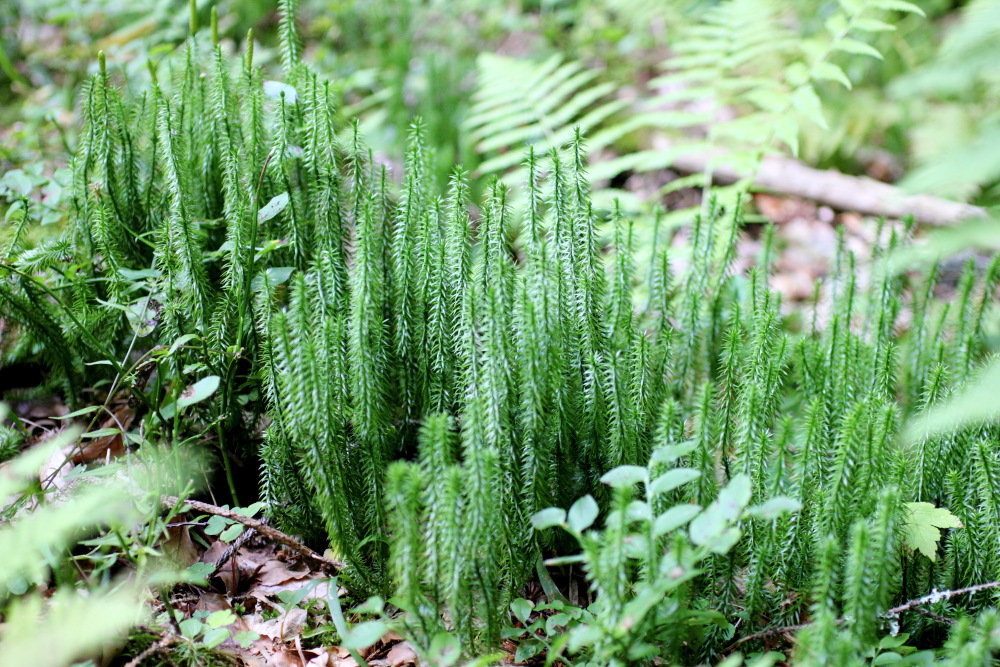 Lokation: Österreich | Kärnten | Oberdörfl | Oberdörfl Kategorien: Vegetation, Datum: 21.08.2011