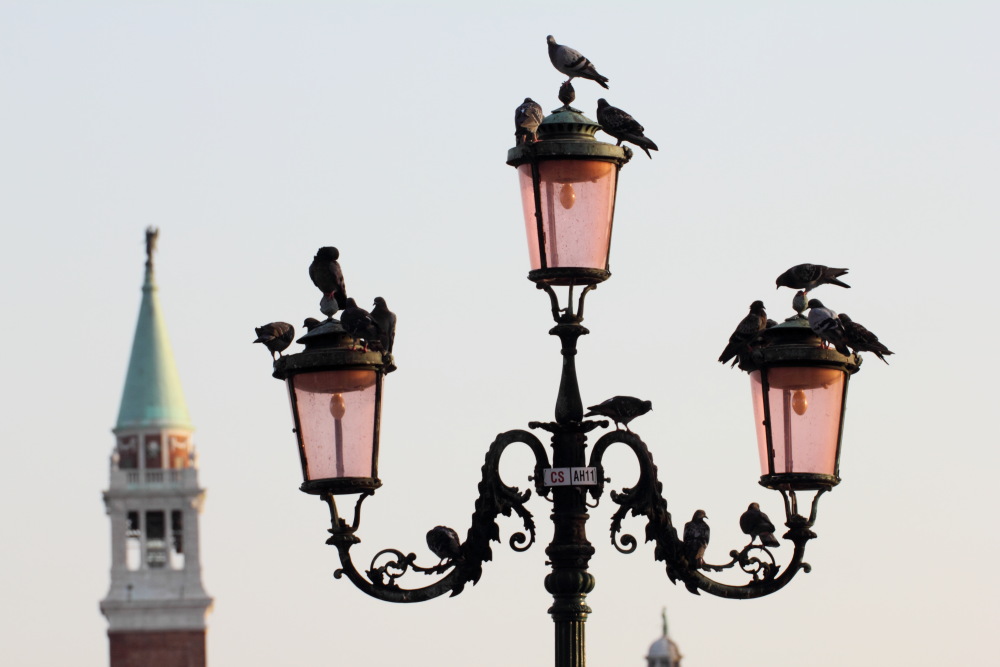 Lokation: Italien | Veneto | Venezia | Sestière di San Marco Kategorien: Laterne, Datum: 22.08.2011