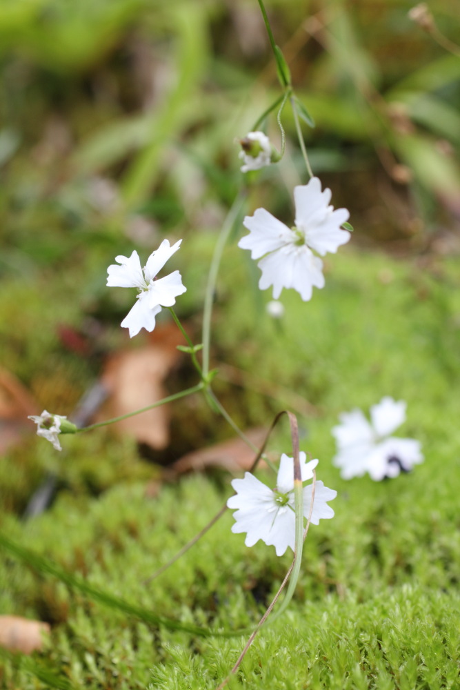 Lokation: Slowenien | Savinjska | Zgornje Jezersko | Logarska Dolina Kategorien: Habitus, Datum: 28.08.2011