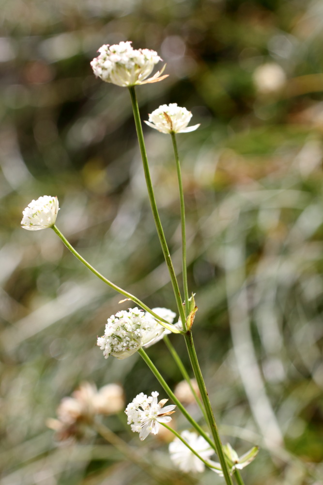 Lokation: Slowenien | Savinjska | Zgornje Jezersko | Logarska Dolina Kategorien: Blüte, Datum: 28.08.2011