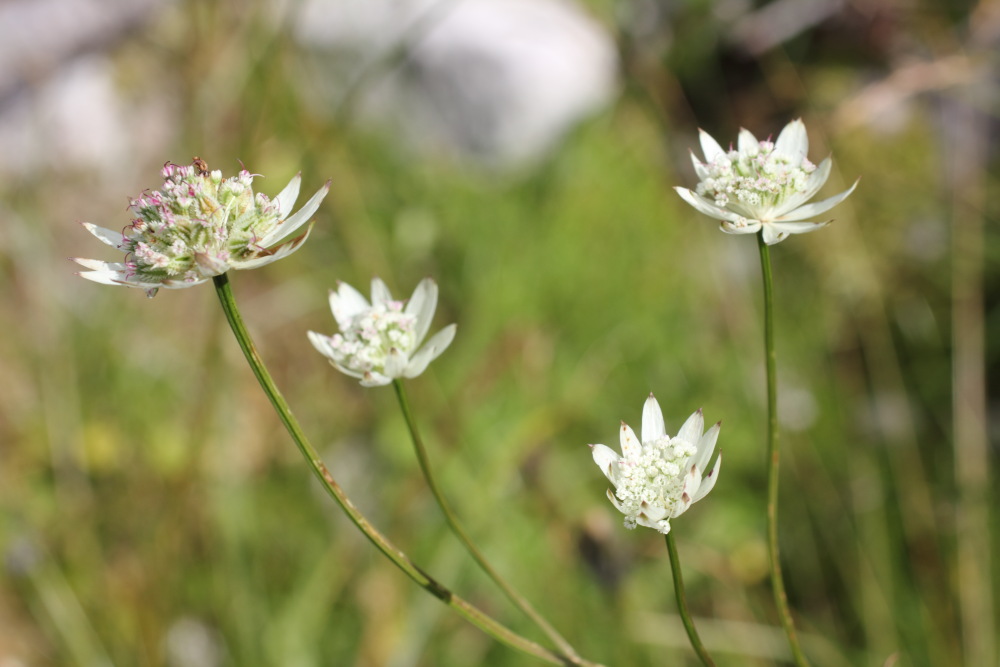 Lokation: Slowenien | Savinjska | Zgornje Jezersko | Logarska Dolina Kategorien: Blüte, Datum: 28.08.2011