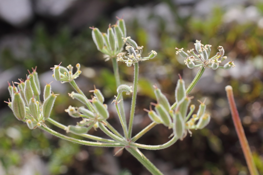 Lokation: Slowenien | Savinjska | Zgornje Jezersko | Logarska Dolina Kategorien: Früchte, Datum: 28.08.2011