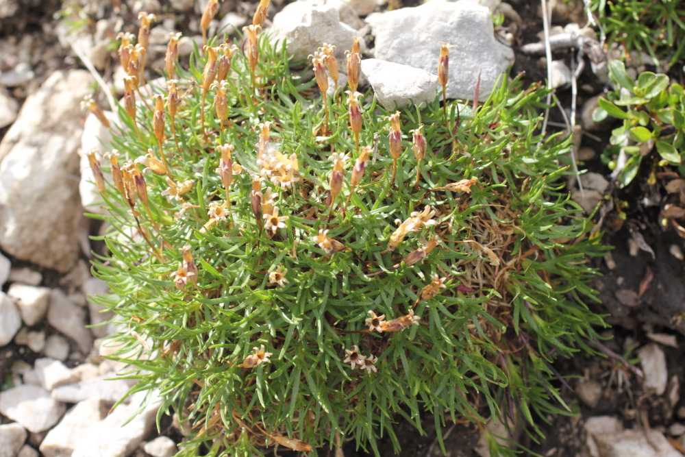 Lokation: Slowenien | Savinjska | Zgornje Jezersko | Logarska Dolina Kategorien: Habitus, Datum: 28.08.2011