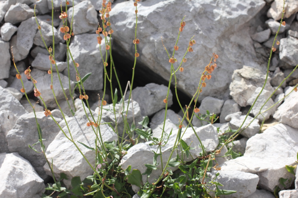 Lokation: Slowenien | Savinjska | Zgornje Jezersko | Logarska Dolina Kategorien: Habitus, Datum: 28.08.2011