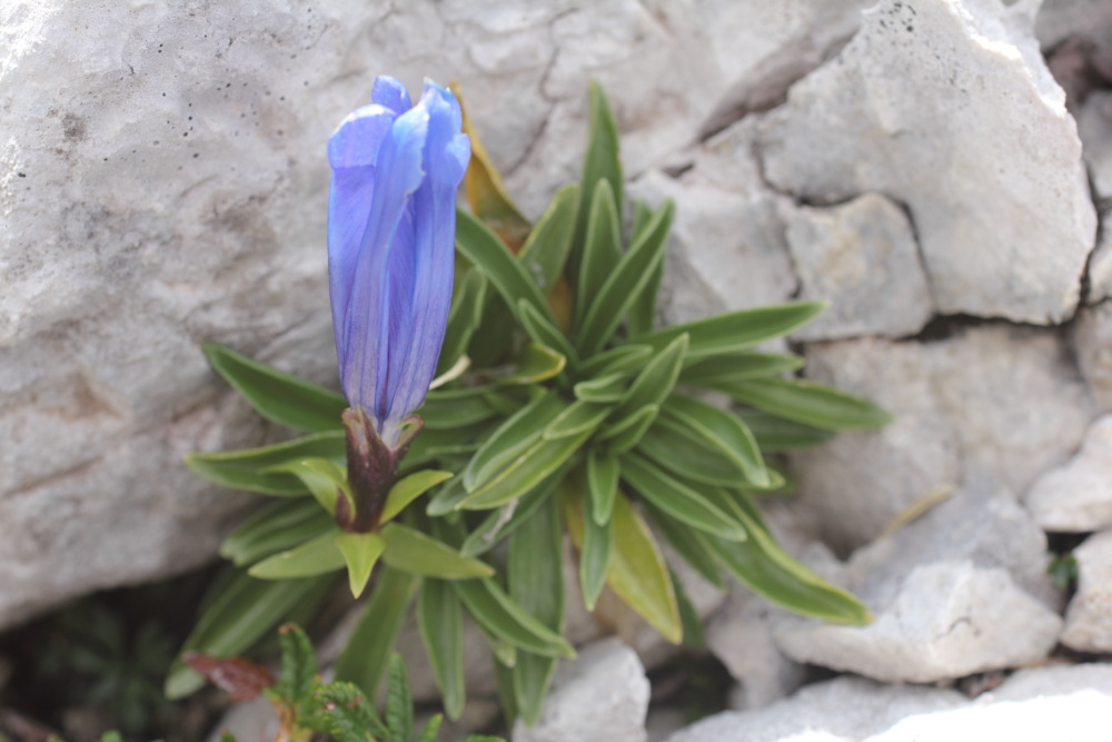 Lokation: Slowenien | Savinjska | Zgornje Jezersko | Logarska Dolina Kategorien: Habitus, Datum: 28.08.2011