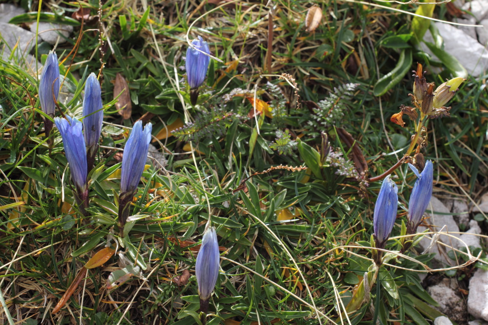 Lokation: Slowenien | Savinjska | Zgornje Jezersko | Logarska Dolina Kategorien: Habitus, Datum: 28.08.2011