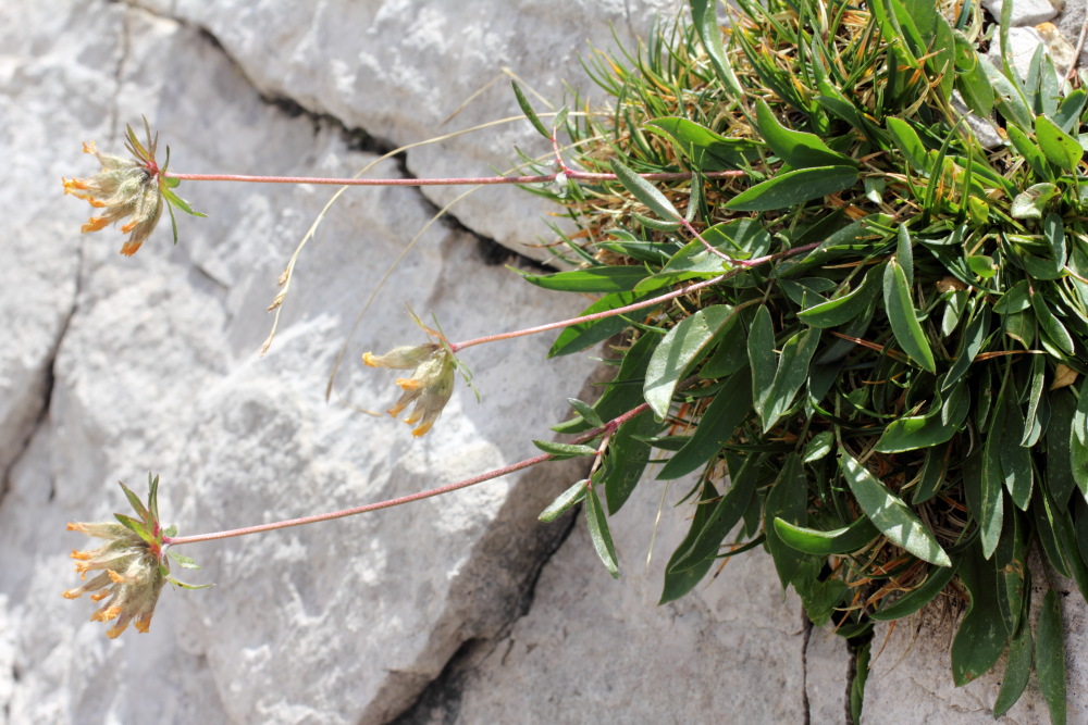 Lokation: Slowenien | Savinjska | Zgornje Jezersko | Logarska Dolina Kategorien: Habitus, Datum: 28.08.2011