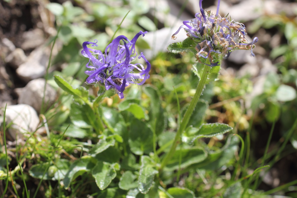 Lokation: Slowenien | Savinjska | Zgornje Jezersko | Logarska Dolina Kategorien: Habitus, Datum: 28.08.2011