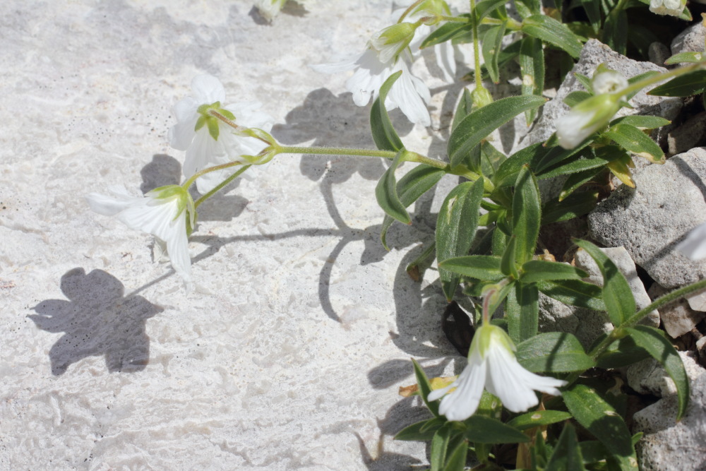 Lokation: Slowenien | Savinjska | Zgornje Jezersko | Logarska Dolina Kategorien: Habitus, Datum: 28.08.2011