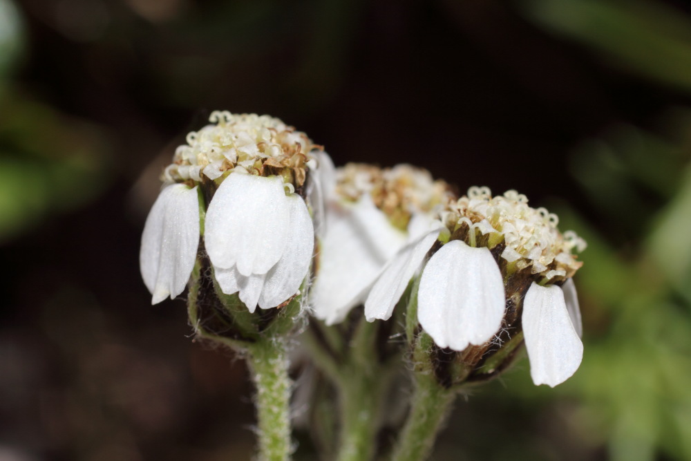 Lokation: Slowenien | Savinjska | Zgornje Jezersko | Logarska Dolina Kategorien: Blüte, Datum: 28.08.2011