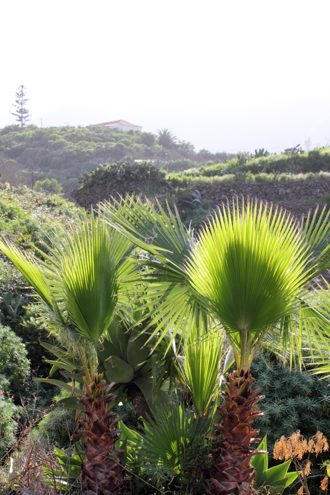 Lokation: Spanien | Canarias | Teno | Taco Kategorien: Palmen, Datum: 24.02.2011
