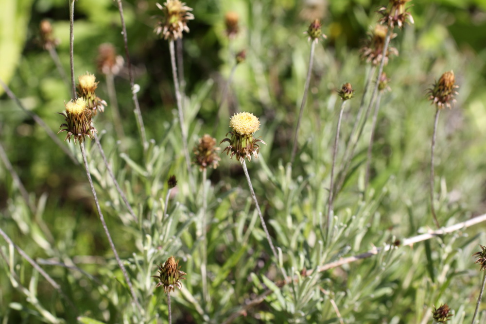 Phagnalon saxatile, Lokation: Spanien | Canarias | Teno | Teno Kategorien: Habitus, Familie: Asteraceae (Korbblütler ), Datum: 25.02.2011