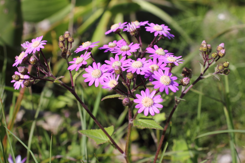 Pericallis echinata, Lokation: Spanien | Canarias | Teno | Teno Kategorien: Blüte, Familie: Asteraceae (Korbblütler ), Datum: 25.02.2011