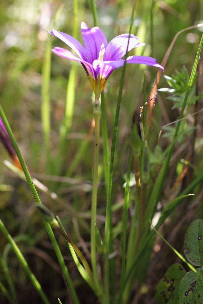 Romulea grandiscapa, Lokation: Spanien | Canarias | Teno | Teno Kategorien: Habitus, Familie: Iridaceae (Schwertliliengewächse ), Datum: 25.02.2011