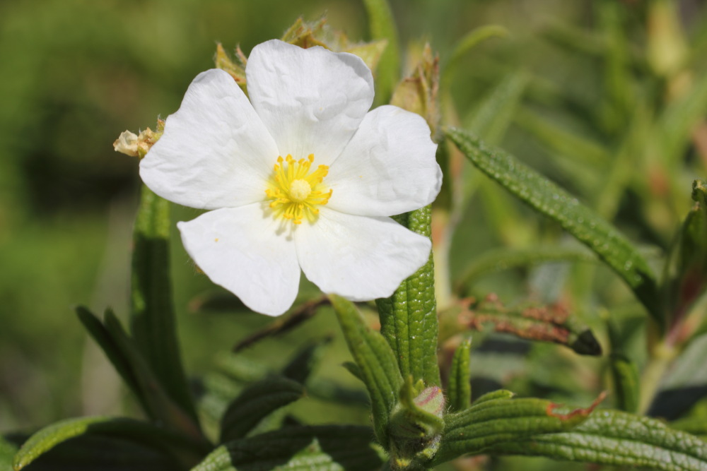 Cistus monspeliensis, Lokation: Spanien | Canarias | Los Carrizales | Los Carrizales Kategorien: Blüte, Familie: Cistaceae (Cistrosengewächse ), Datum: 25.02.2011