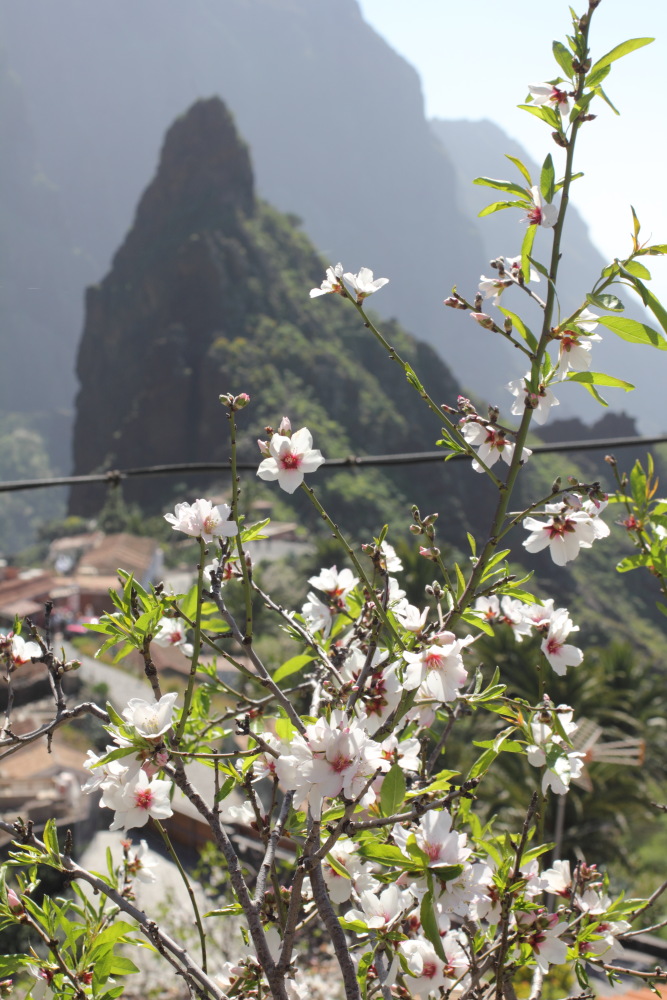 Prunus dulcis, Lokation: Spanien | Canarias | Masca | Masca Kategorien: Habitus, Familie: Rosaceae (Rosengewächse ), Datum: 25.02.2011