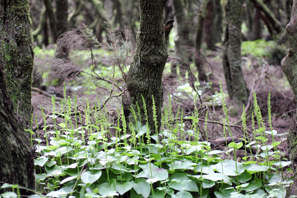 Gennaria diphylla, Lokation: Spanien | Canarias | Teno | Teno Kategorien: Vegetation, Familie: Orchidaceae (Orchideen ), Datum: 26.02.2011