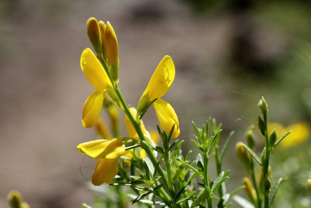 Lokation: Spanien | Canarias | Masca | Masca Kategorien: Blüte, Datum: 28.02.2011