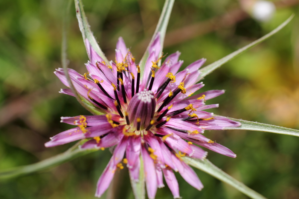 Tragopogon porrifolius, Lokation: Spanien | Canarias | Teno | Buenavista del Norte Kategorien: Blüte, Familie: Asteraceae (Korbblütler ), Datum: 01.03.2011
