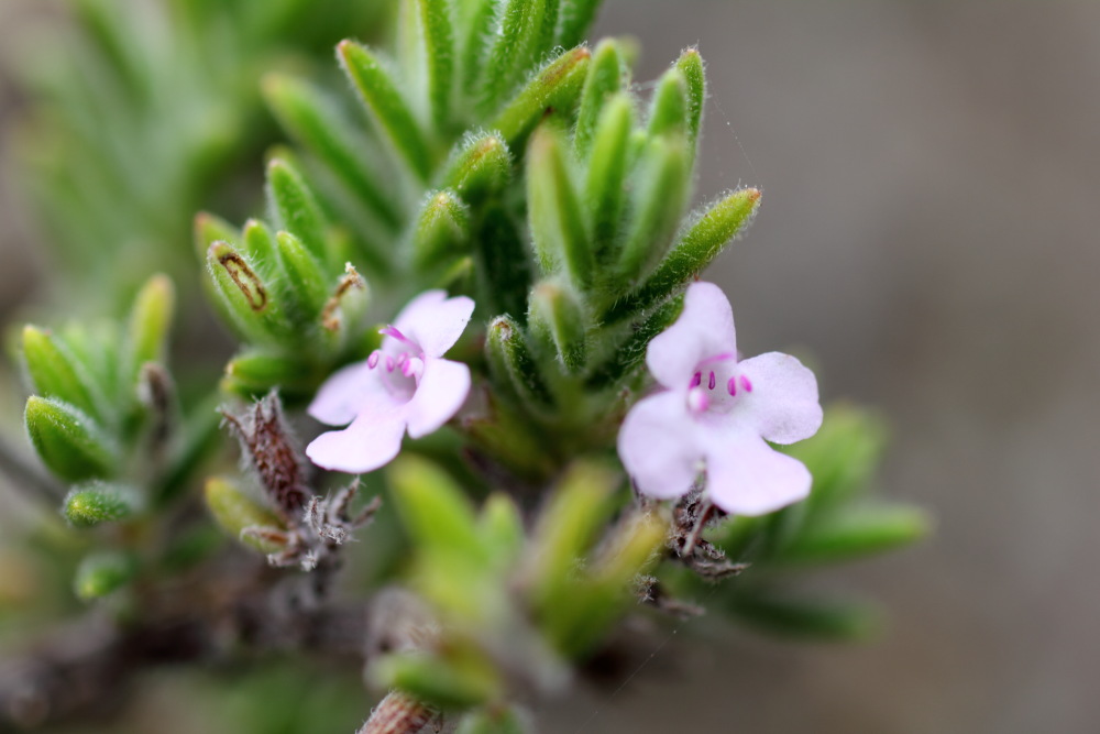 Satureja hyssopifolia, Lokation: Spanien | Canarias | Teno | Teno Kategorien: Blüte, Familie: Lamiaceae (Lippenblütler ), Datum: 01.03.2011
