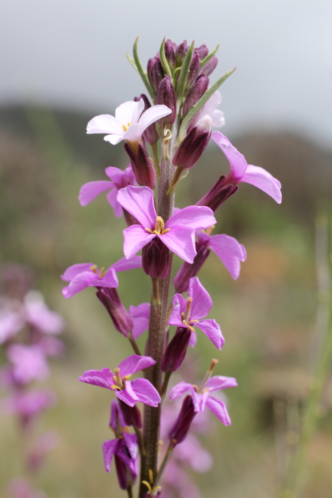 Erysimum scoparium, Lokation: Spanien | Canarias | Santiago Del Teide | Valle de Arriba Kategorien: Blüte, Familie: Brassicaceae (Kreuzblütler ), Datum: 03.03.2011