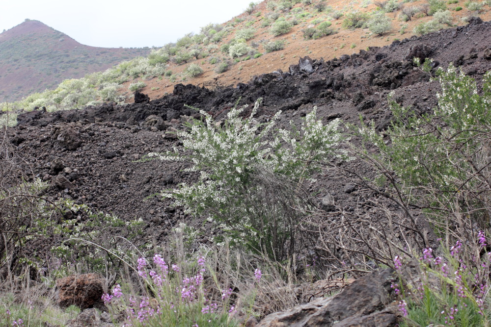 Chamaecytisus proliferus, Lokation: Spanien | Canarias | Santiago Del Teide | Valle de Arriba Kategorien: Vegetation, Familie: Fabaceae (Schmetterlingsblütler ), Datum: 03.03.2011