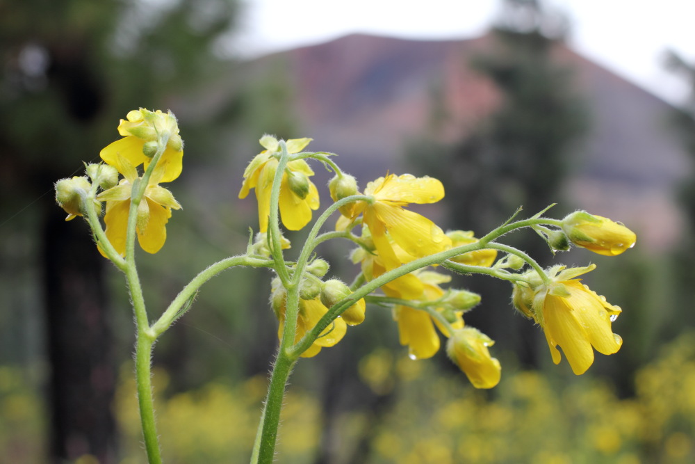 Ranunculus cortusifolius, Lokation: Spanien | Canarias | Erjos | Valle de Arriba Kategorien: Blüte, Familie: Ranunculaceae (Hahnenfußgewächse ), Datum: 05.03.2011