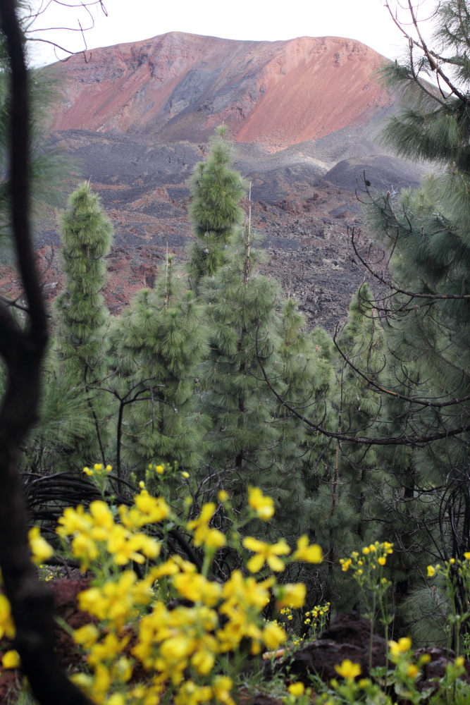Ranunculus cortusifolius, Lokation: Spanien | Canarias | Erjos | Valle de Arriba Kategorien: Habitus, Familie: Ranunculaceae (Hahnenfußgewächse ), Datum: 05.03.2011
