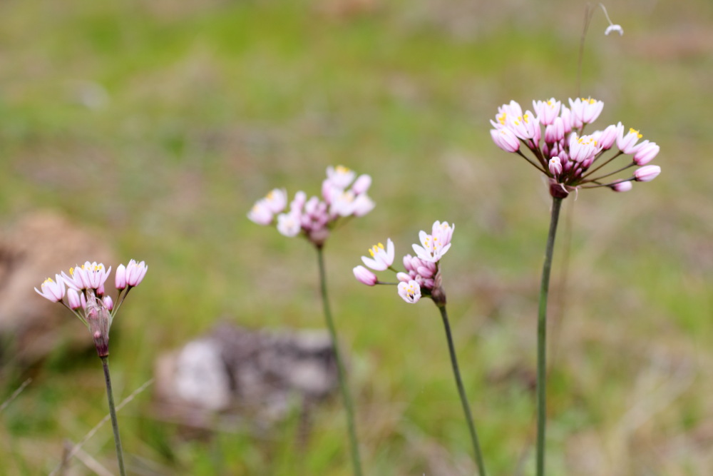 Allium roseum, Lokation: Spanien | Canarias | Erjos | Los Llanos Kategorien: Blüte, Familie: Amaryllidaceae (Narzissengewächse ), Datum: 05.03.2011