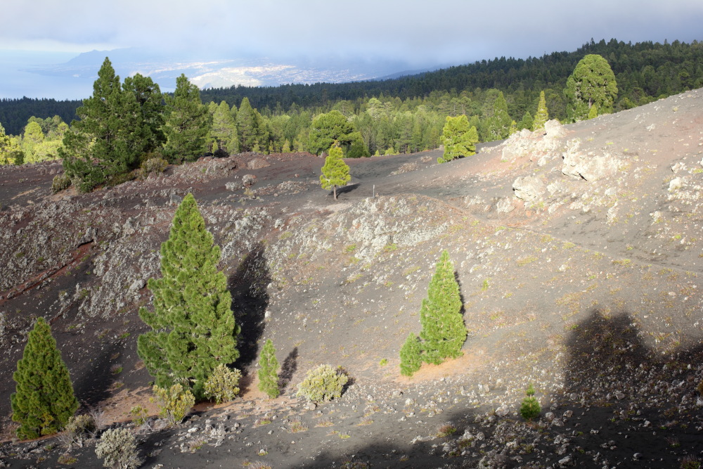 Lokation: Spanien | Canarias | Erjos | Los Llanos Kategorien: Berge, Datum: 05.03.2011